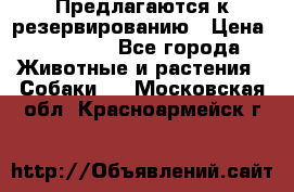 Предлагаются к резервированию › Цена ­ 16 000 - Все города Животные и растения » Собаки   . Московская обл.,Красноармейск г.